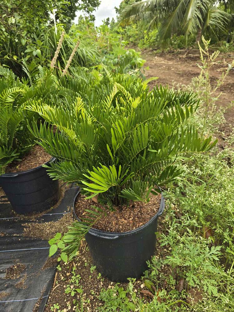 zamia-pumila-zamia-floridana-coontie