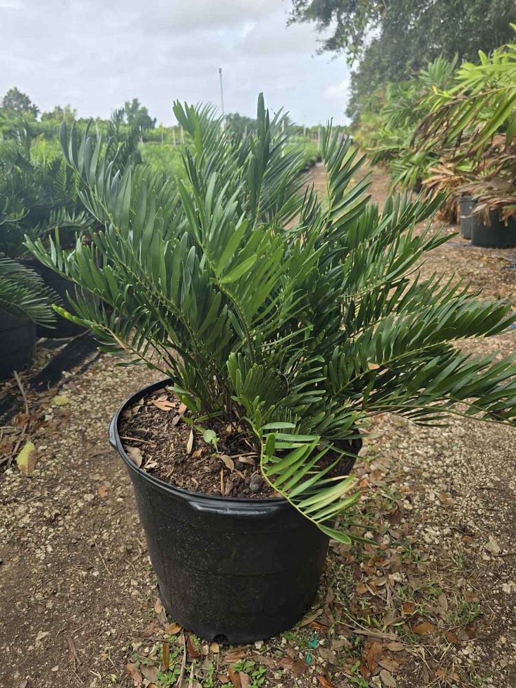 zamia-pumila-zamia-floridana-coontie