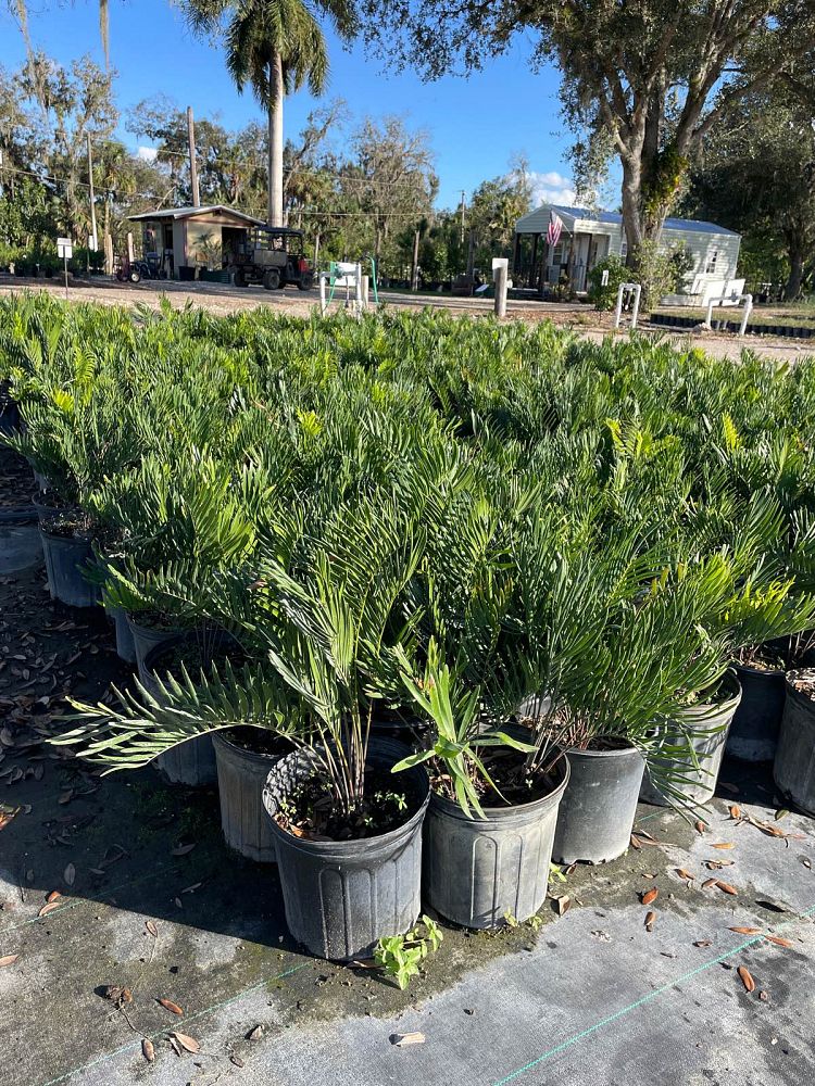 zamia-pumila-zamia-floridana-coontie