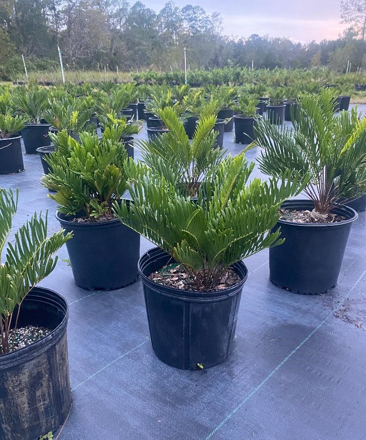 zamia-pumila-zamia-floridana-coontie