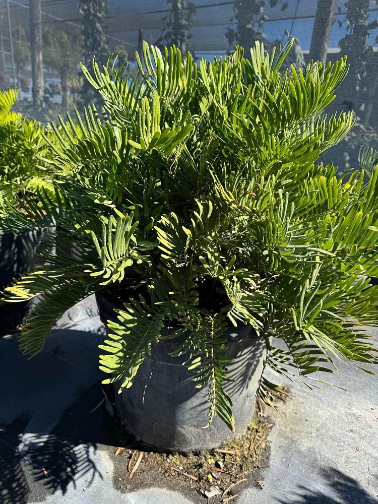 zamia-pumila-zamia-floridana-coontie