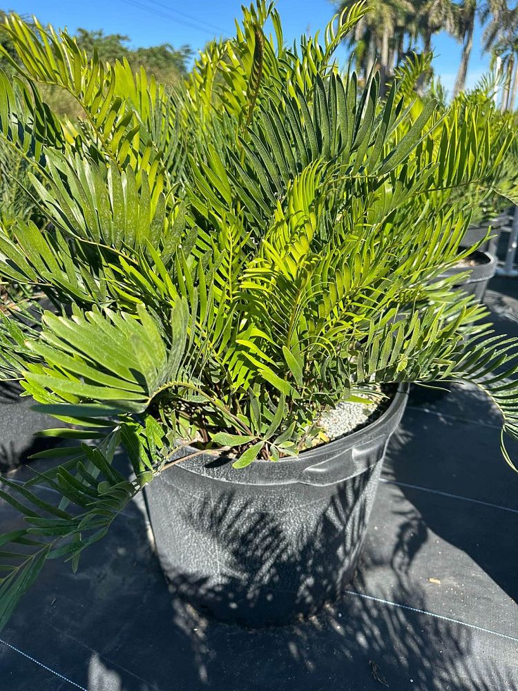 zamia-pumila-zamia-floridana-coontie