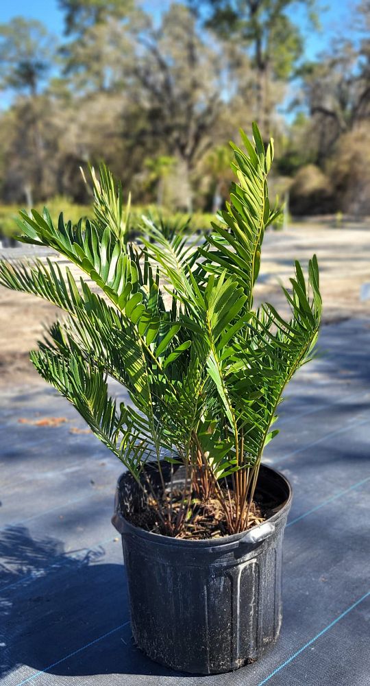 zamia-pumila-zamia-floridana-coontie