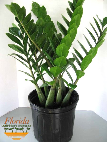 Florida Landscape Nursery | plantANT.com