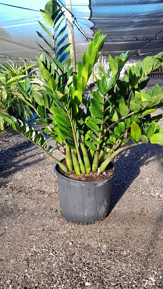 zamioculcas-zamiifolia-zz-plant-zanzibar-gem