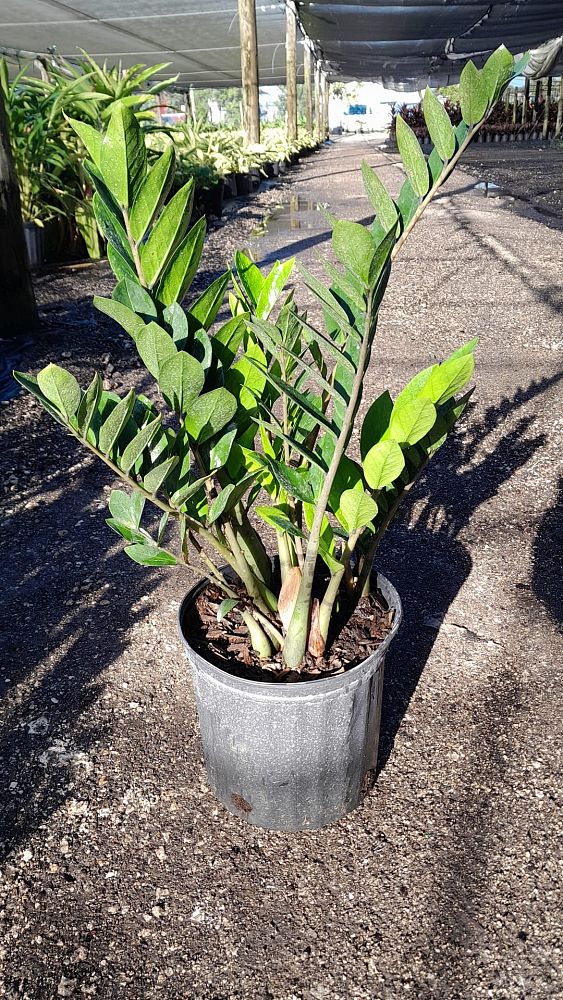 zamioculcas-zamiifolia-zz-plant-zanzibar-gem