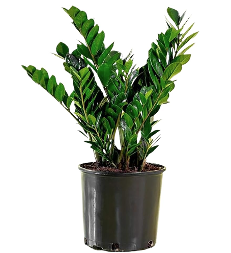 zamioculcas-zamiifolia-zz-plant-zanzibar-gem