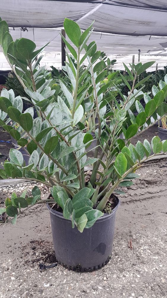 zamioculcas-zamiifolia-zz-plant-zanzibar-gem