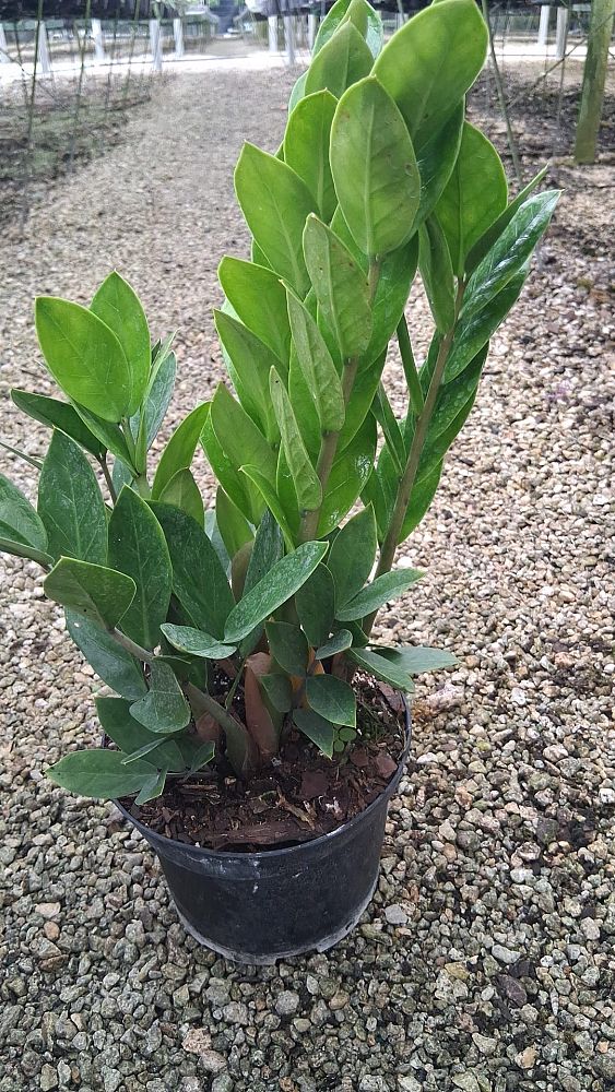 zamioculcas-zamiifolia-zz-plant-zanzibar-gem