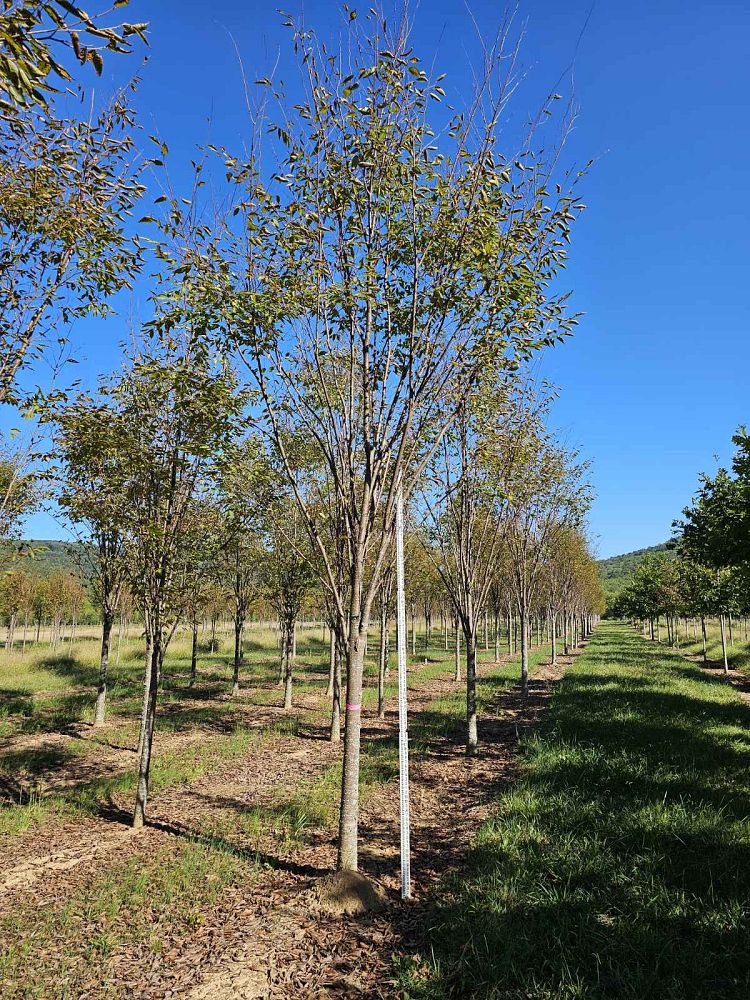 zelkova-serrata-green-vase-japanese-zelkova