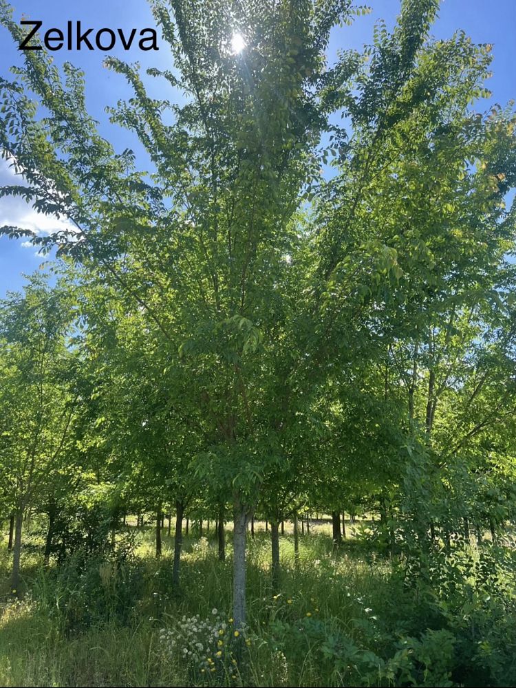 zelkova-sinica-chinese-zelkova