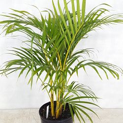 Buy Dypsis lutescens, Areca Palm | Free Shipping over $100