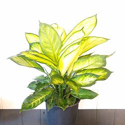 Dieffenbachia ‘Tropic Marianne’, Dumb Cane | PlantVine