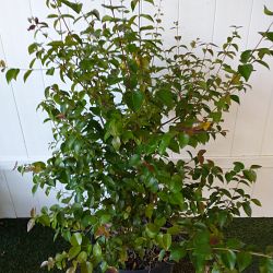 Eugenia Uniflora, Cherry Hedge, Surinam Cherry, Cherry Bush Hedge