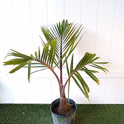 Pansare Nursery Hyophorbe Lagenicaulis Bottle Palm Tree, For Garden at Rs  30 in Pune