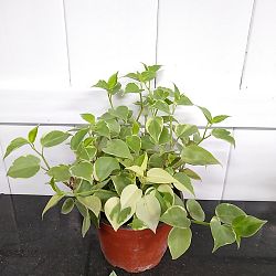 Peperomia scandens variegata (Cupid Peperomia) - SymbiOp Garden Shop