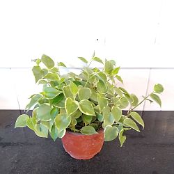 Variegated Cupid Peperomia Archives - Best Place to Buy Indoor Plants Online