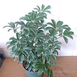 Schefflera arboricola 'Compacta', Dwarf Umbrella Tree | PlantVine