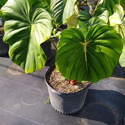 Buy Philodendron Mcdowell Free Shipping Over 100