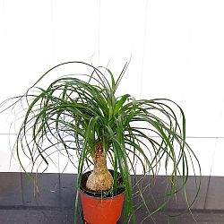 Beaucarnea recurvata, Ponytail Palm | PlantVine