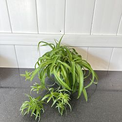 My Spider Plant Is Solid Green - Reasons For A Spider Plant Turning Green