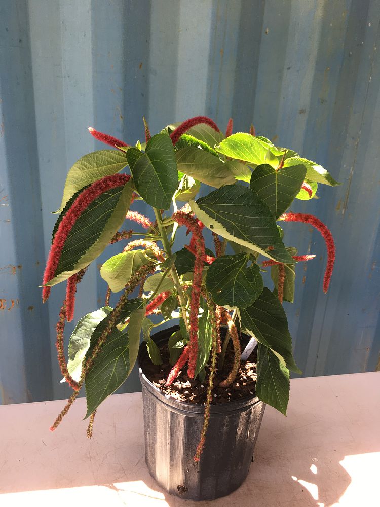 Acalypha hispida, Chenille Plant PlantVine