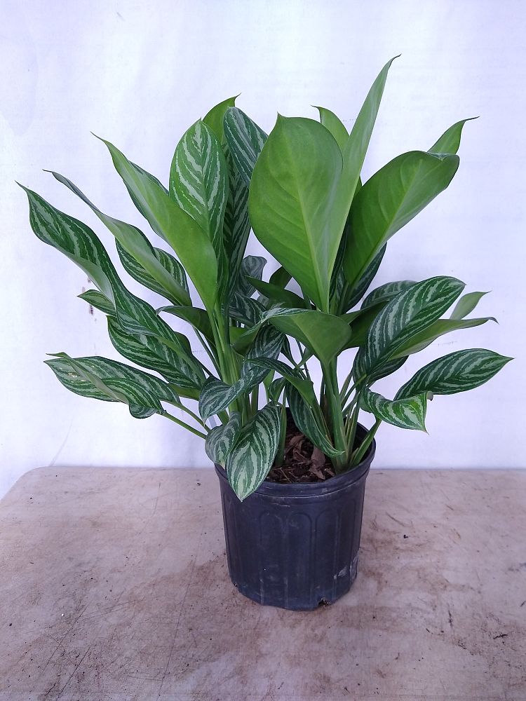 Buy Aglaonema 'Stripes' | Free Shipping over $100