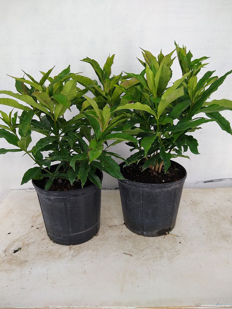 Buy Allamanda schottii, Bush Allamanda | Free Shipping over $100