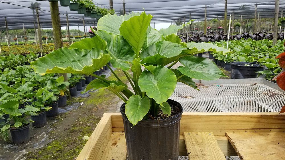 Alocasia odora 'California', Elephant Ear | PlantVine