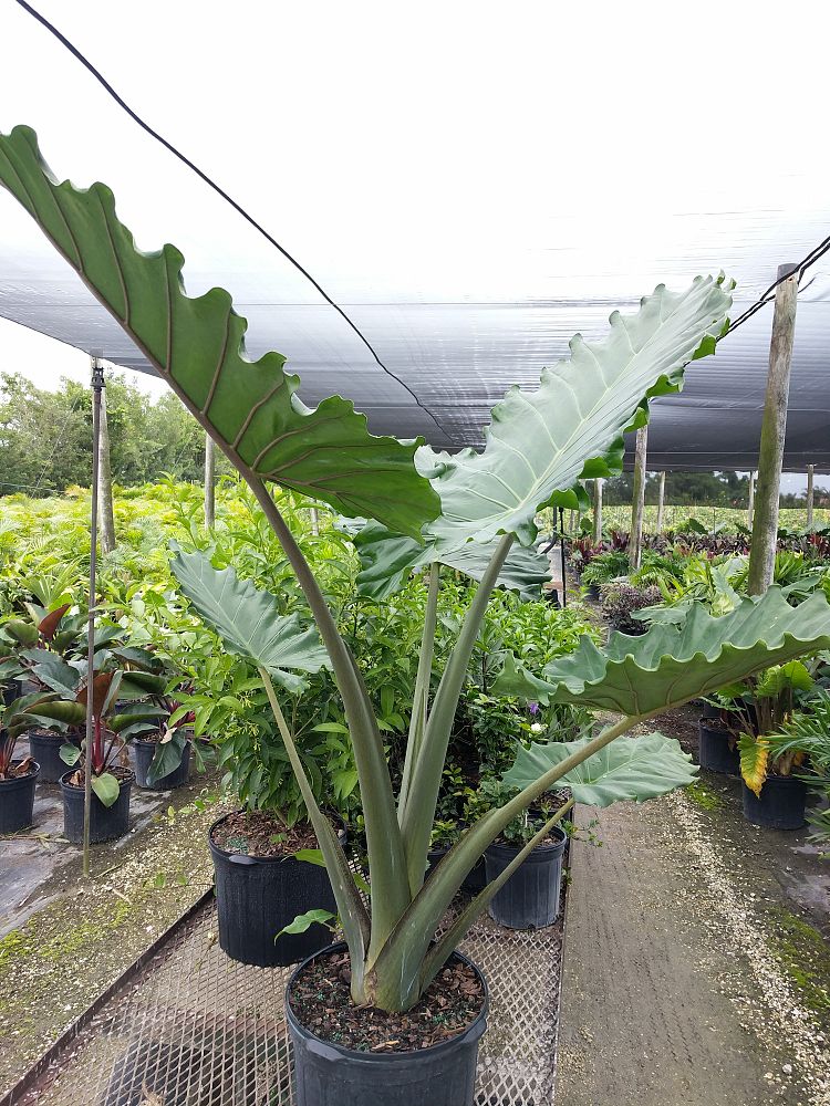 Alocasia 'Portora', Elephant Ear | PlantVine