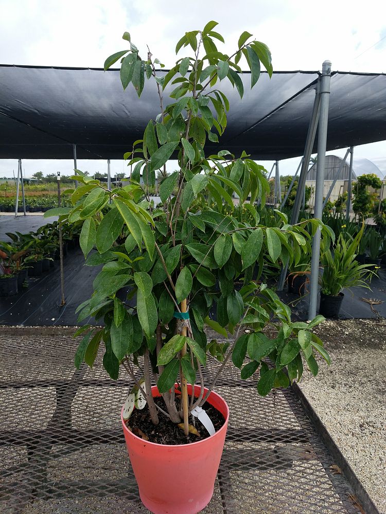 Annona muricata, Soursop, Guanabana | PlantVine