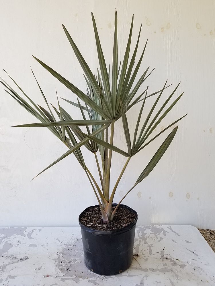 Bismarckia nobilis 'Silver', Bismarck Palm | PlantVine