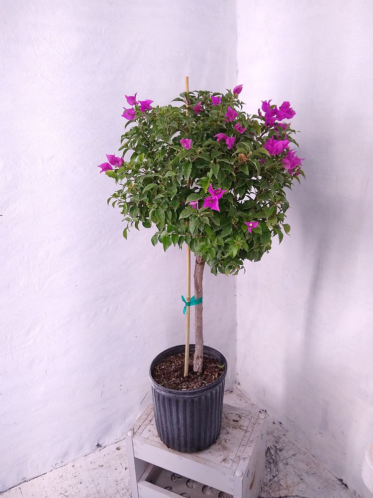 Buy Bougainvillea 'New River', Purple Bougainvillea | Free Shipping ...