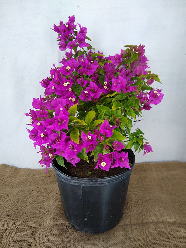 Buy Bougainvillea 'New River', Purple Bougainvillea | Free Shipping ...