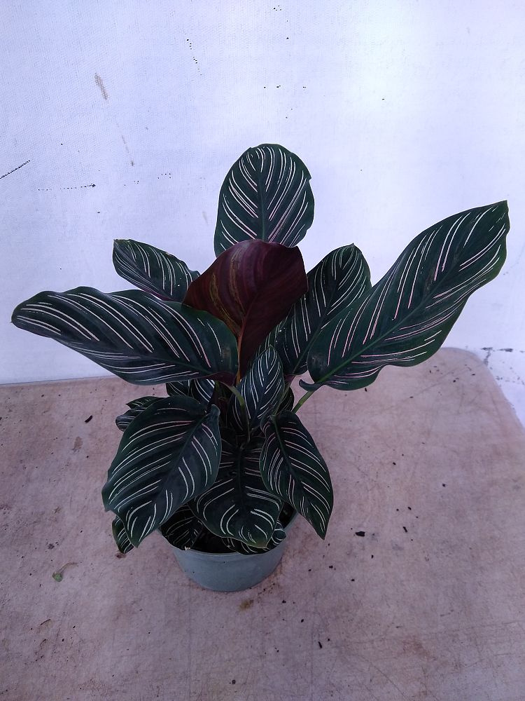 Buy Calathea ornata, Pinstripe Prayer Plant | Free ...