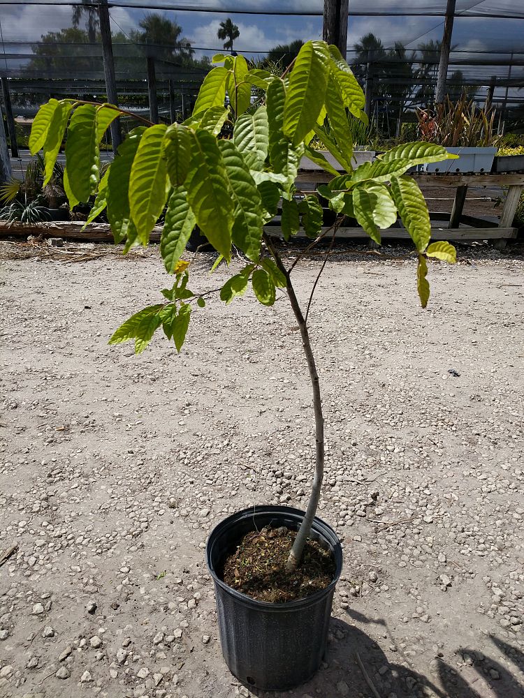 Cananga odorata, Ylangylang Tree PlantVine