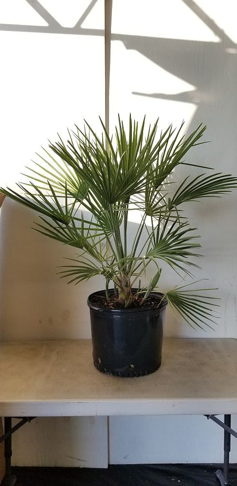 Chamaerops humilis, European Fan Palm, Mediterranean Fan Palm | PlantVine