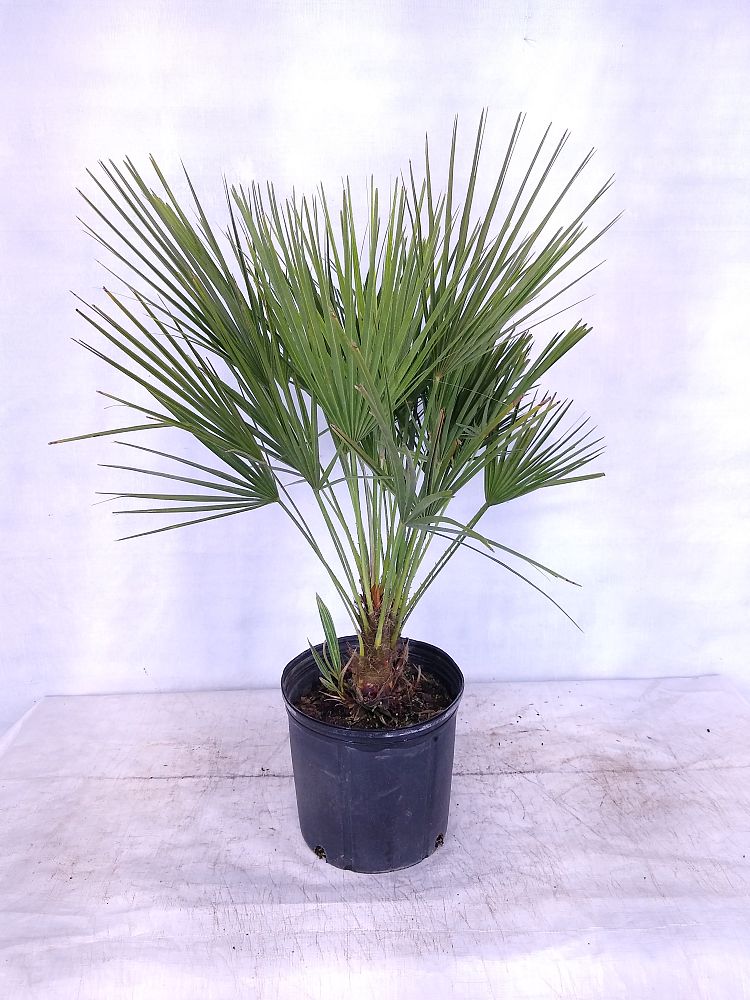 Buy Chamaerops humilis, European Fan Palm, Mediterranean Fan Palm ...