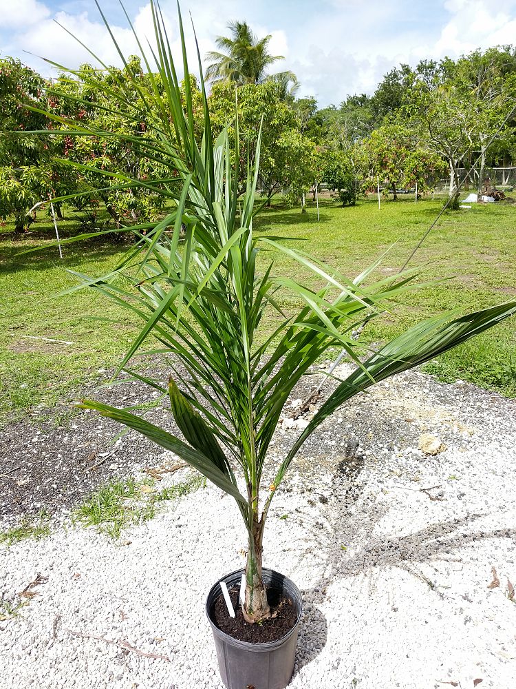Cocos nucifera 'Green Malayan', Coconut Palm | PlantVine