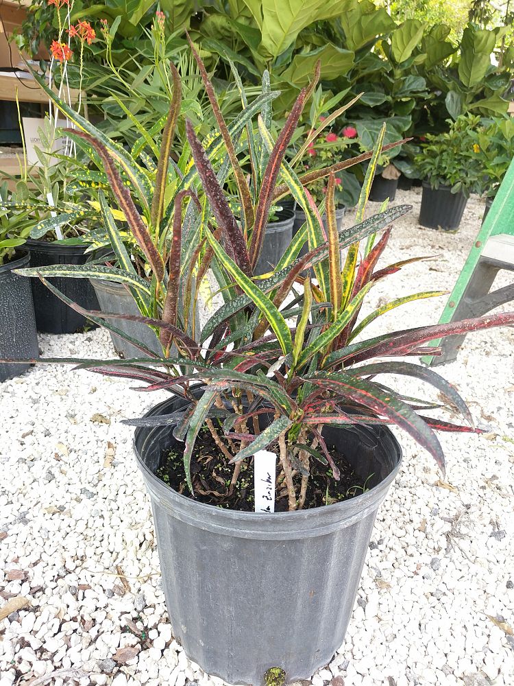 Codiaeum variegatum 'Zanzibar', Croton | PlantVine