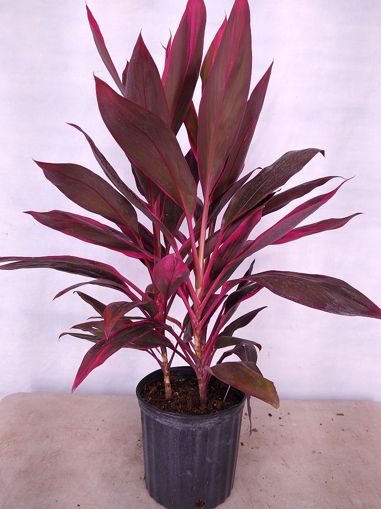 Buy Cordyline fruticosa 'Red Sister', Ti Plant, Cordyline terminalis ...