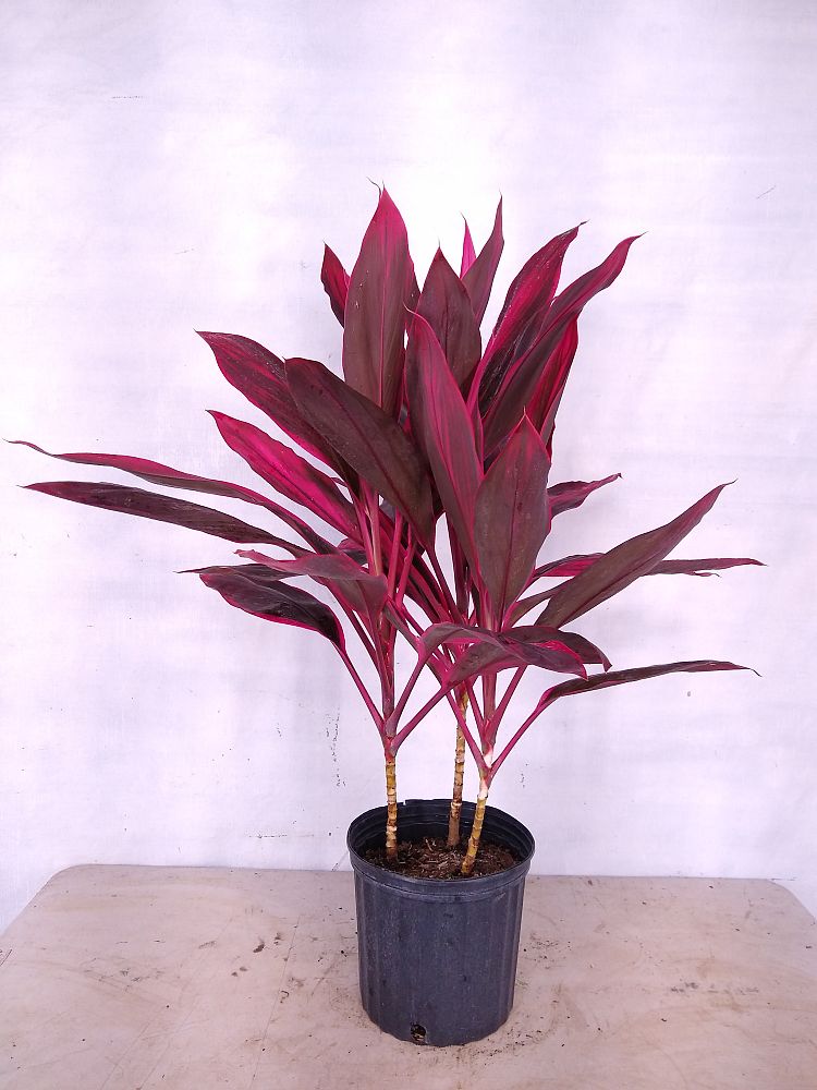 Buy Cordyline fruticosa 'Red Sister', Ti Plant, Cordyline terminalis ...