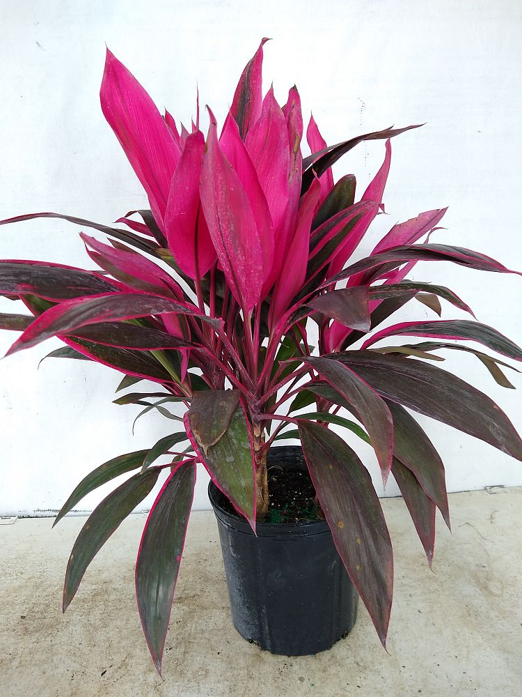 Buy Cordyline fruticosa 'Red Sister', Ti Plant, Cordyline terminalis ...