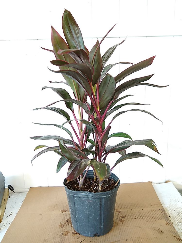 Buy Cordyline fruticosa 'Red Sister', Ti Plant, Cordyline terminalis ...