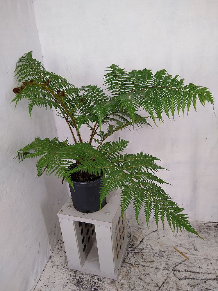 Buy Cyathea cooperi, Australian Tree Fern | Free Shipping over $100