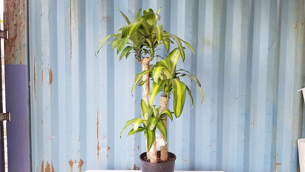 Dracaena fragrans 'Massangeana', Corn Plant | PlantVine