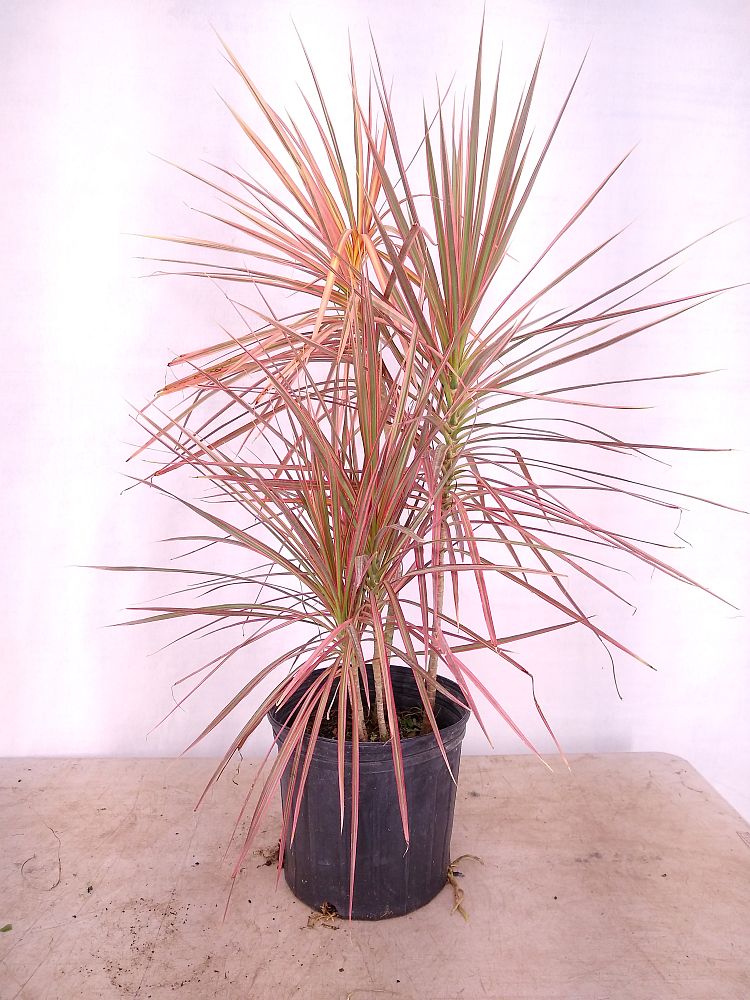 Buy Dracaena Marginata Colorama Madagascar Dragon Tree Free