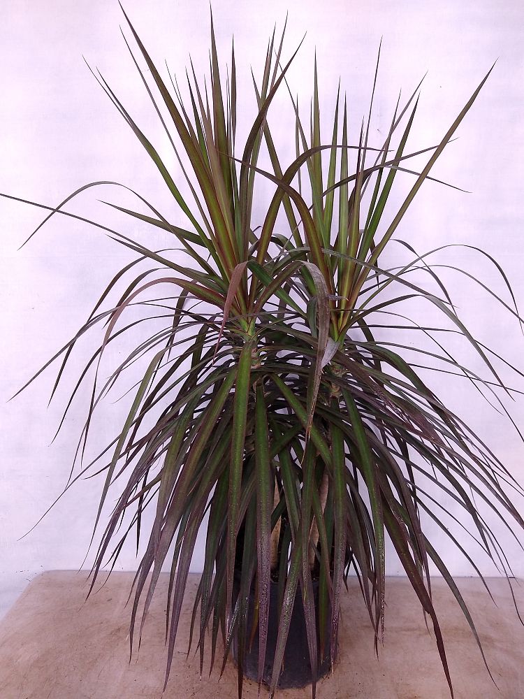 Buy Dracaena marginata 'Magenta', Madagascar Dragon Tree | Free ...