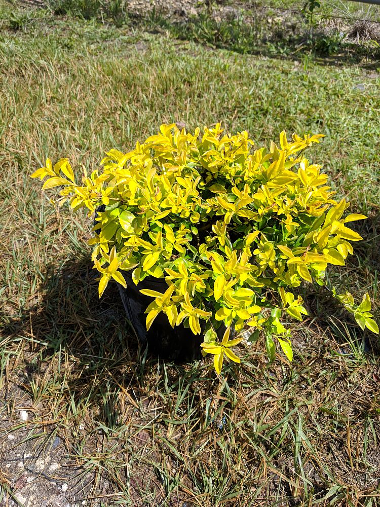 Buy Duranta erecta ‘Gold Mound’, Golden Dewdrop, Duranta Repens | Free