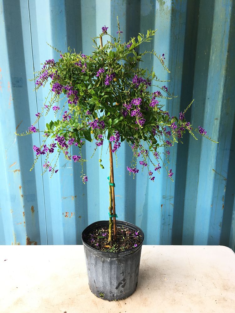 Duranta erecta 'Sapphire Showers', Golden Dewdrop, Duranta ...